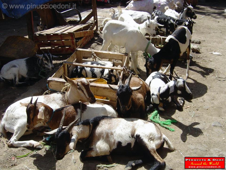 Djibouti - il mercato di Gibuti - Djibouti Market - 64.jpg